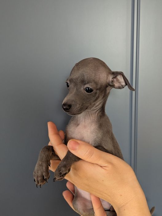 Цуценята левретки, документи КСУ, Київ.