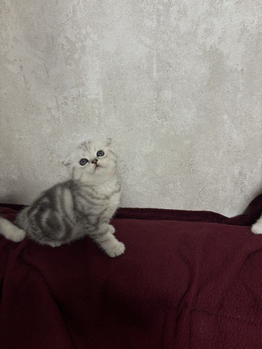 Кошенята до свята