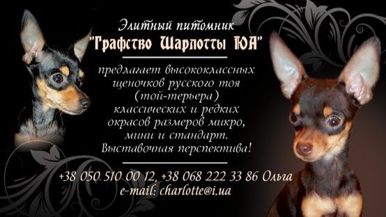 Эксклюзивная девочка мини, черно-подпалая! Док.КСУ,чип,привита!