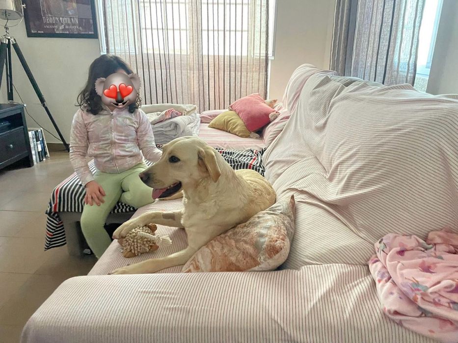 Labradora muito meiga para adoção