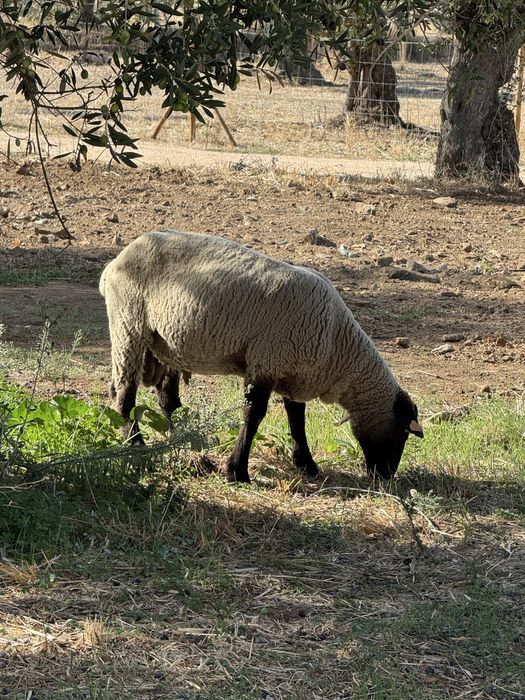 Vendo ou troco Sulfoc cruzado Merino