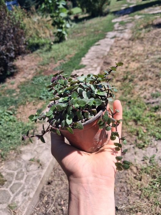 продам зелёную коллизию