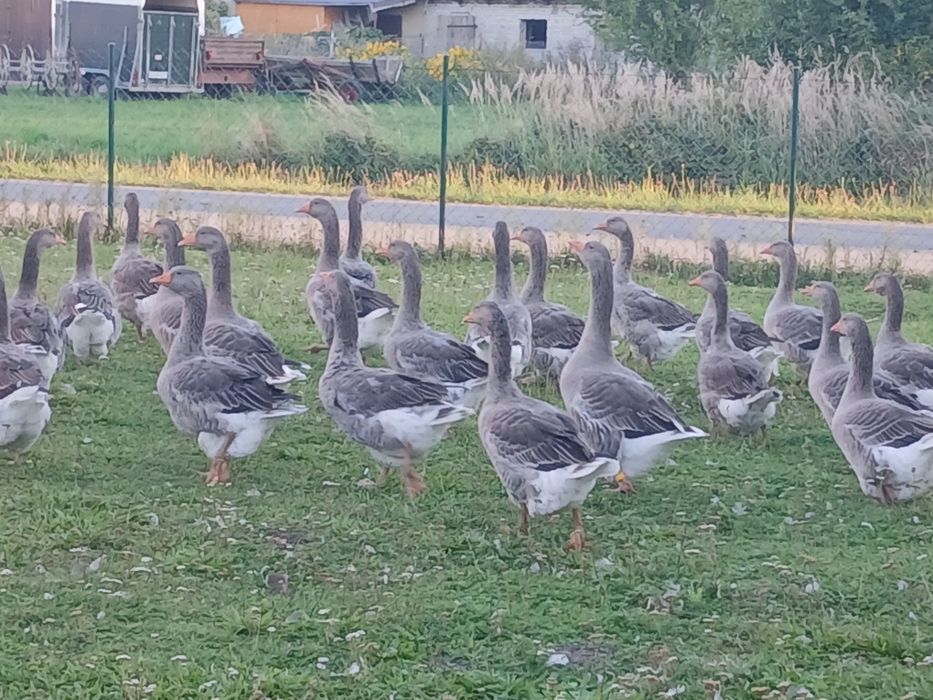 Gęsi landes młode