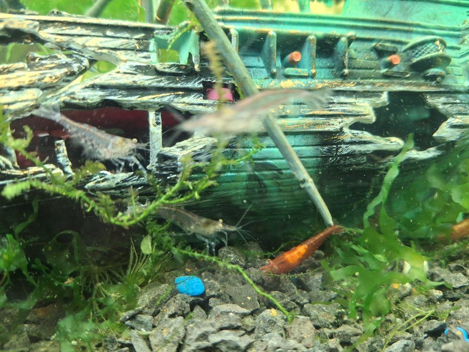 Krewetki akwariowe glupiki male