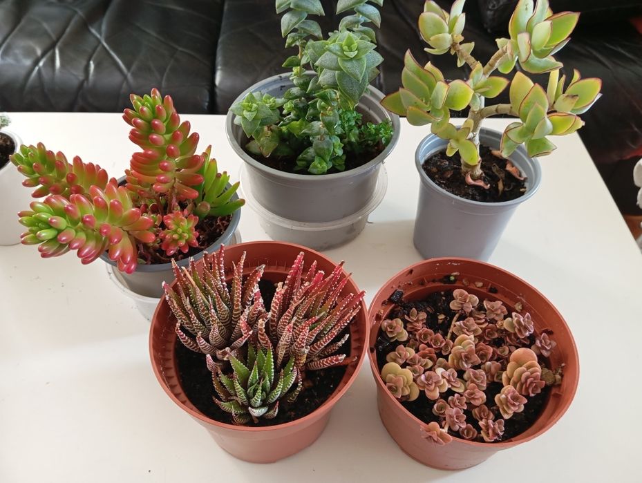 Plantas naturais 4 e 5 euros