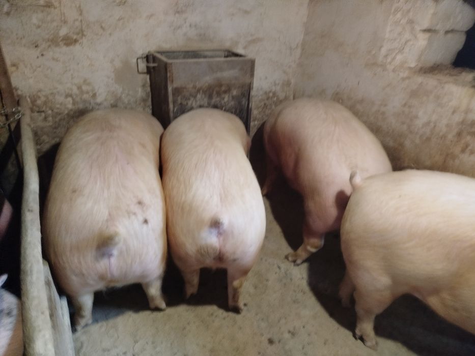 Продам свині живою вагою