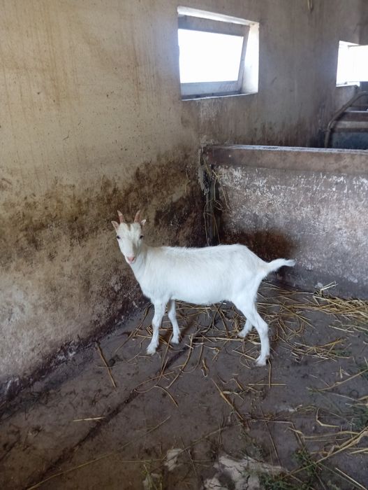 Продам    козочку