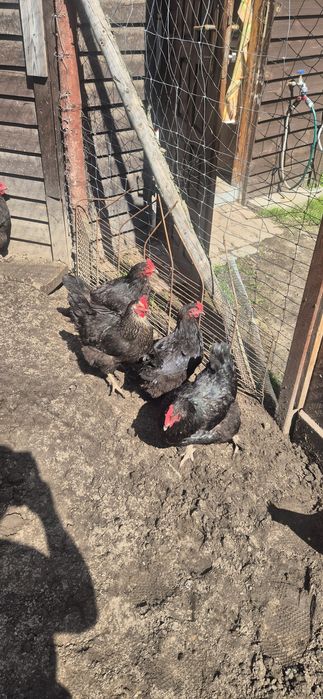 Sprzedam kury różnych ras typu Marans araukana wajandota