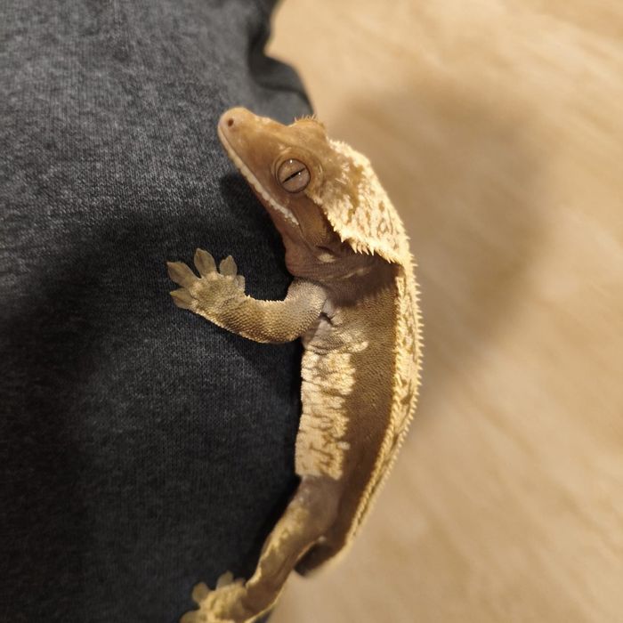 Sprzedam samca gekona orzęsionego