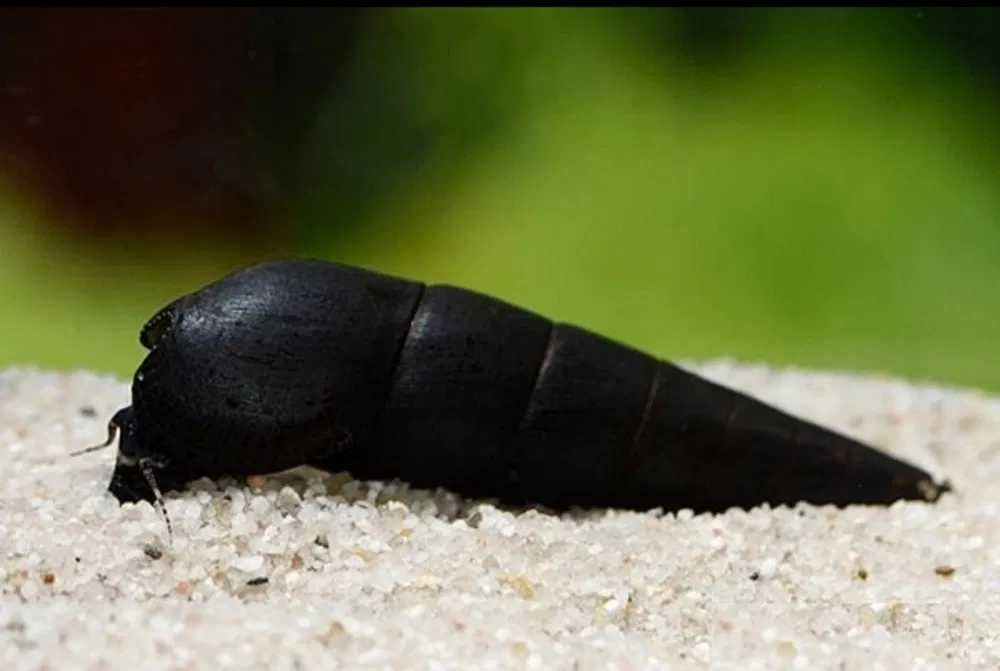 GB Ślimak Tylomelania Black Devil - dowóz ryb!