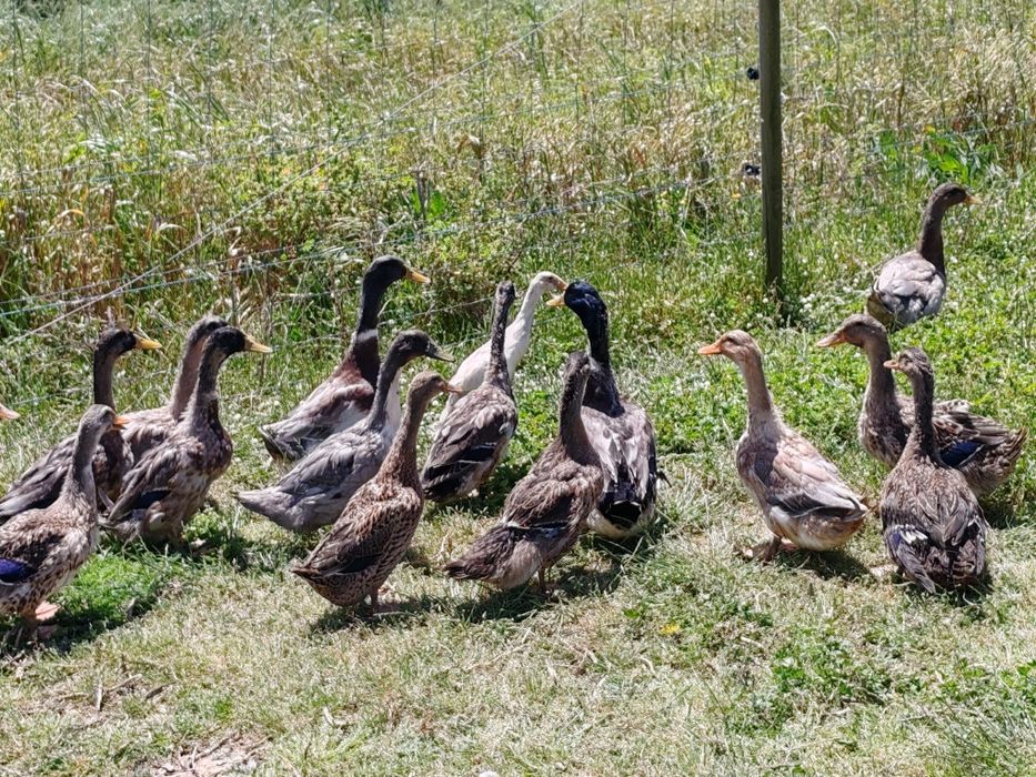 Ovos Patos juvenis jardim