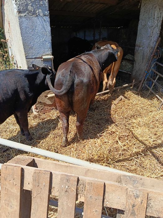 Vendo vacas e vitelas cruzado de Agnus e cruzado Limousine
