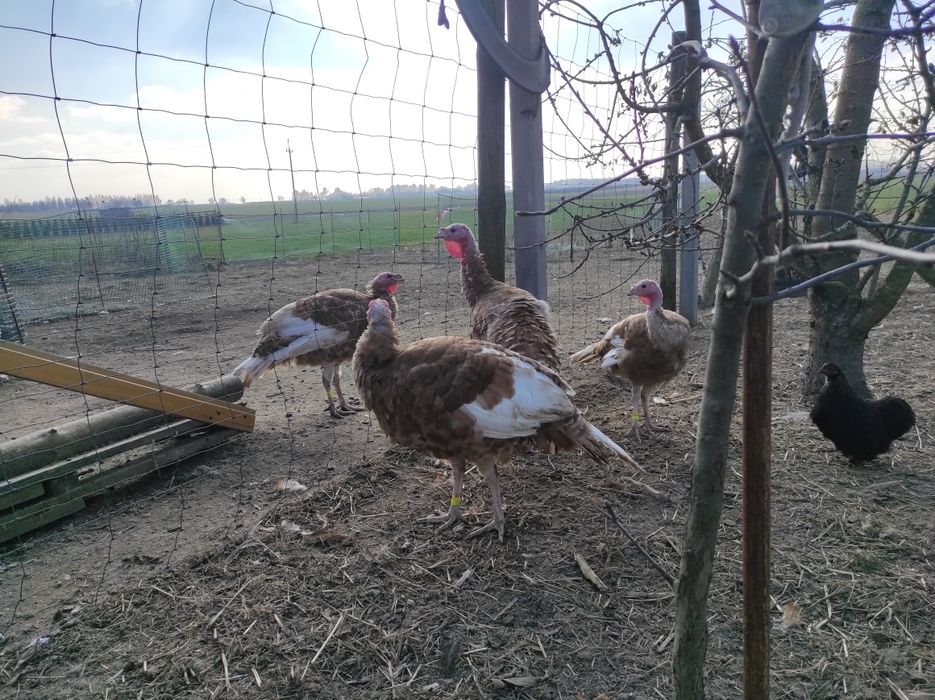 Indyki, indor, indyczka