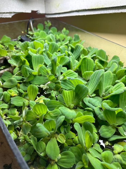 Водорості в акваріум / ставок Пістія капуста салат для рибок