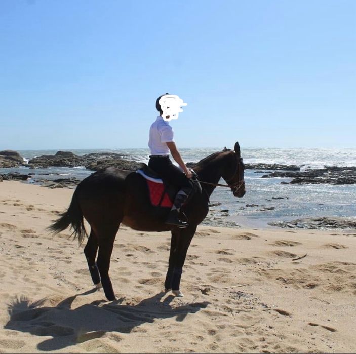 Trotador francês