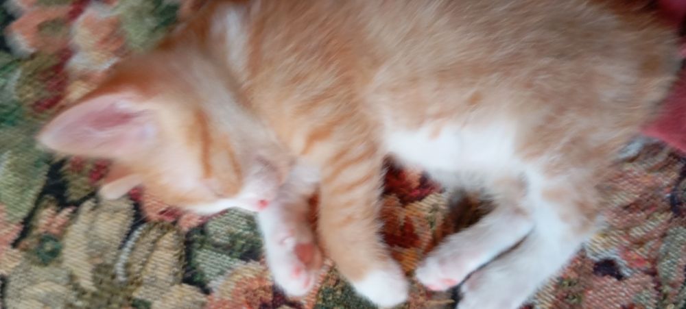 Котики безплатно