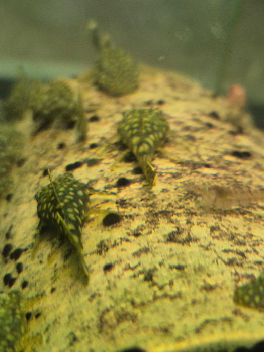 Zbrojnik, glonojad pospolity