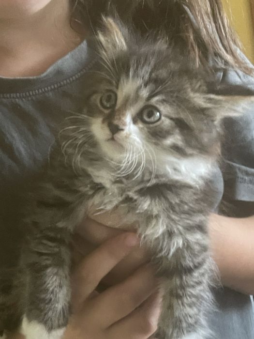 Продам сибірське кошеня