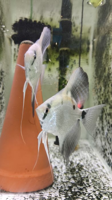 Skalary blue silver