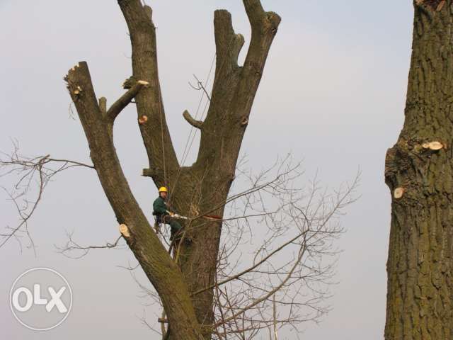 Wycinka drzew trudnych i niebezpiecznych