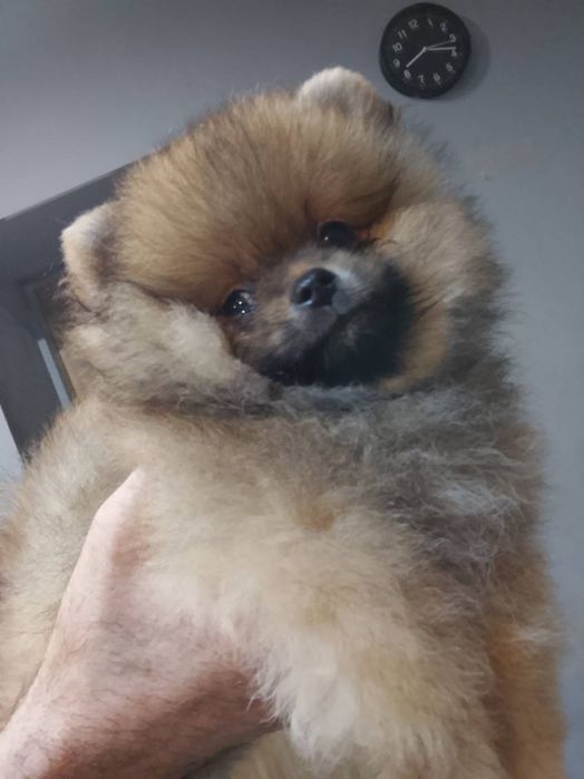 Piękny chłopak pomerianian