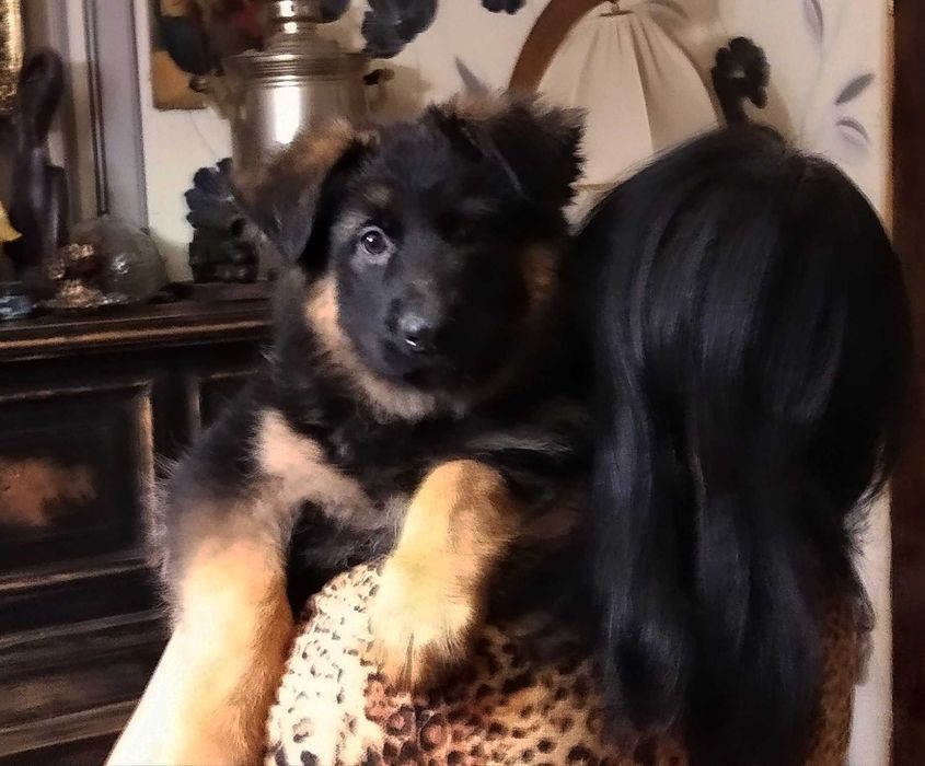 Щенки нем овчарки стандарт и длинники с родословной.