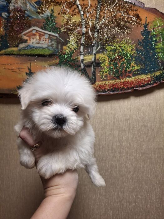 Мальтезе супер  Мини девочка!