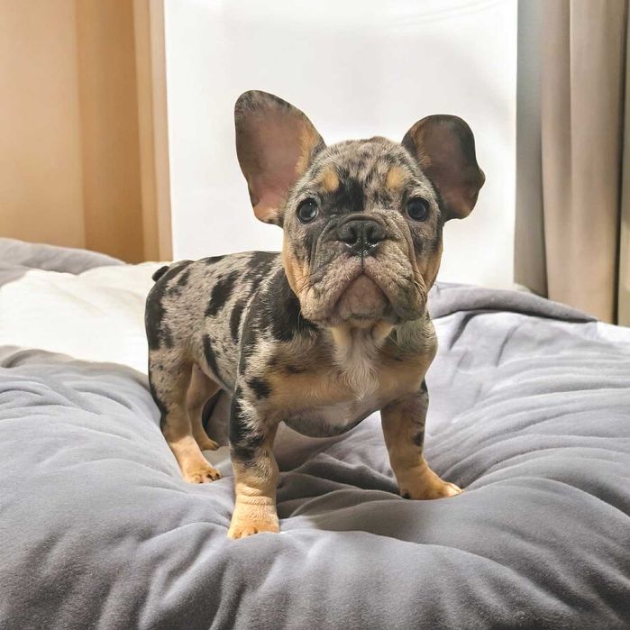 Топ девочка голубой мерль черри тан