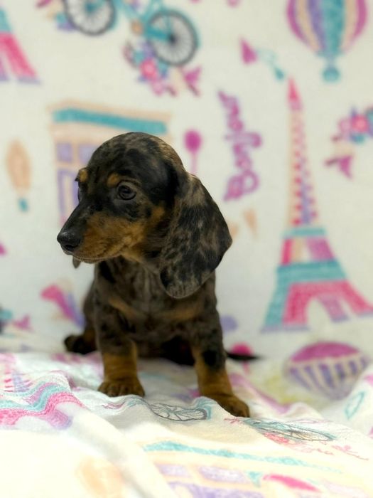 Teckel excelente menina Arlequim miniatura