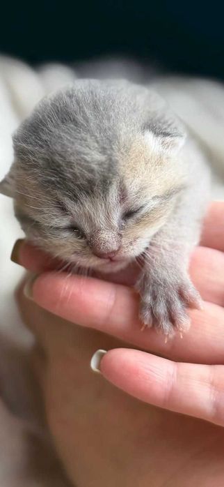 Gatinho britânico de cor ouro azul