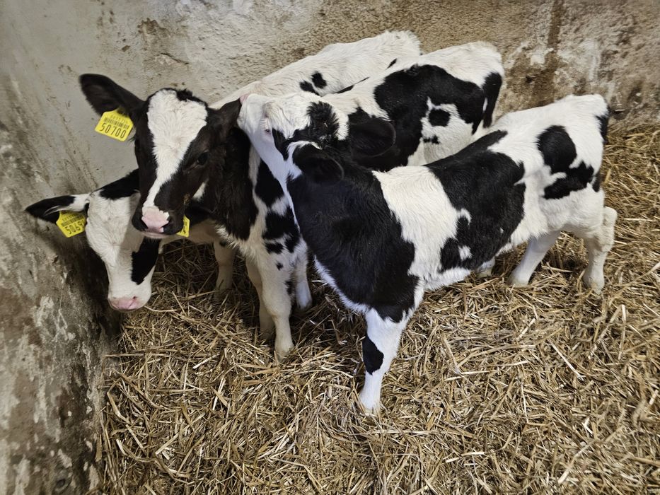 Sprzedam 3 cielaki byczki