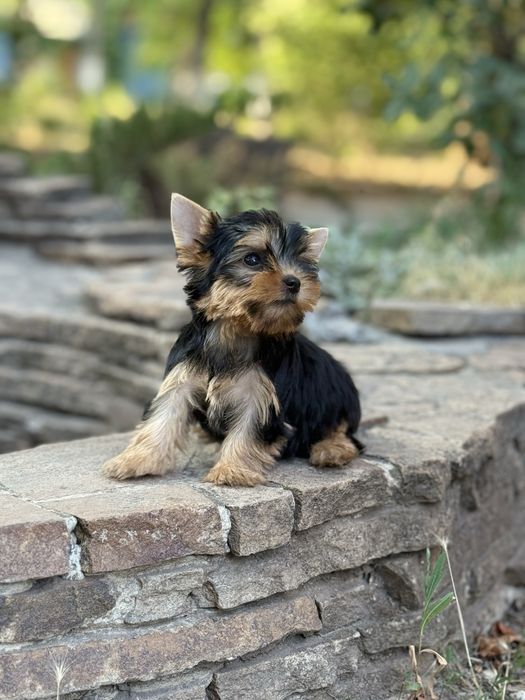 Міні та мілкий стандарт йорки