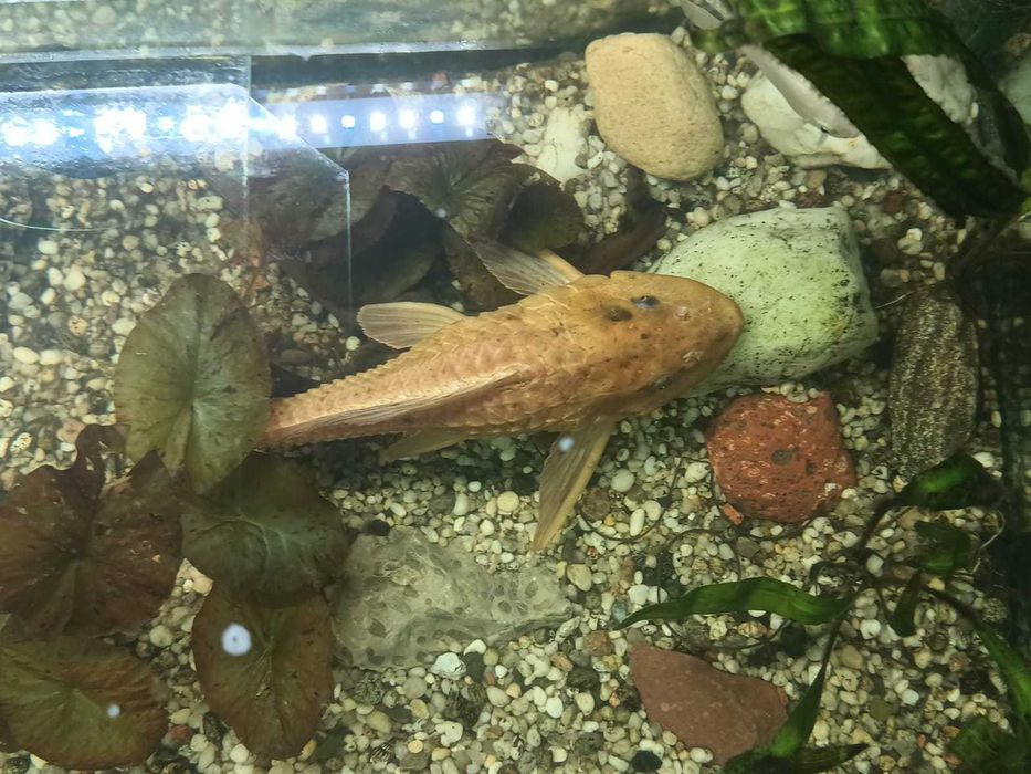 Glonojad, zbrojnik złoty duży