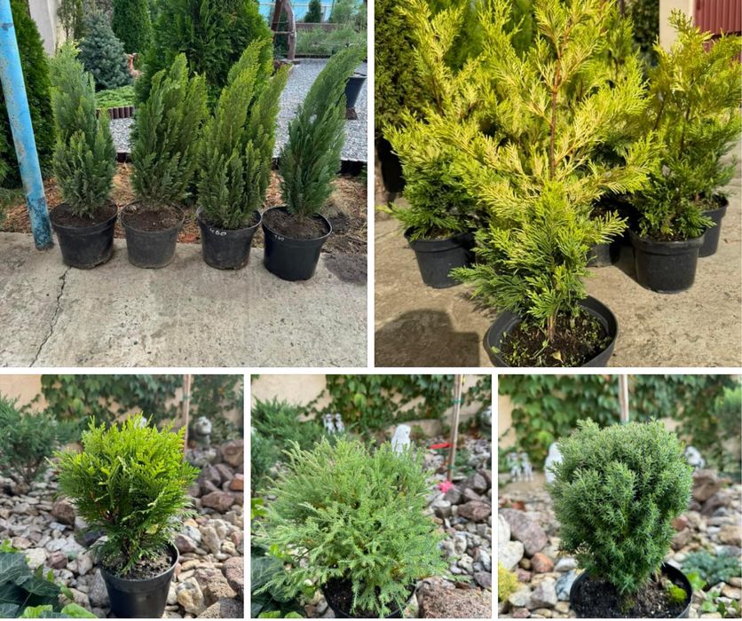 Туя, можжевельник, кипарисовик, ялинка.