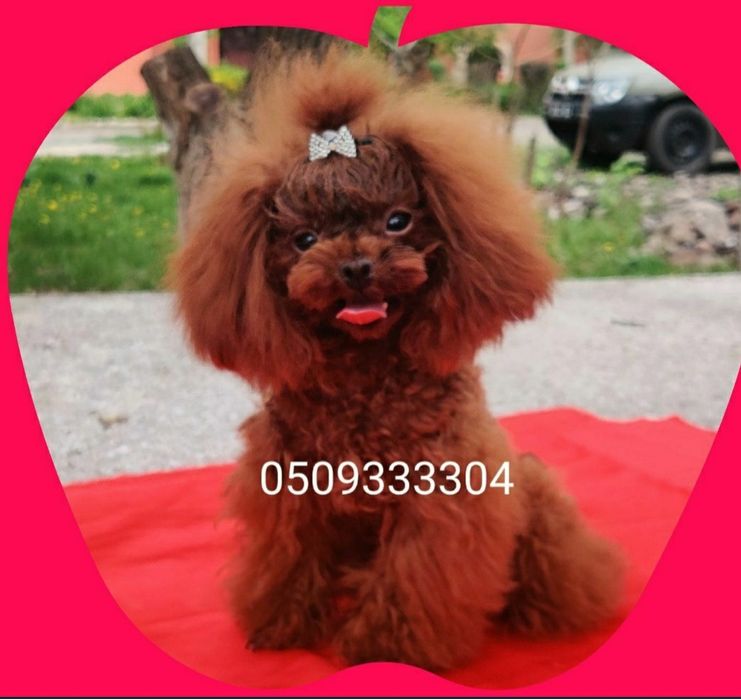 ‼️VIP teacap poodle холка 18 см‼️