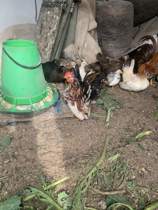 Mini serames aves doceis