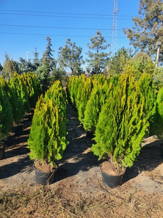 Туя.ель .елка. сосна. кедр