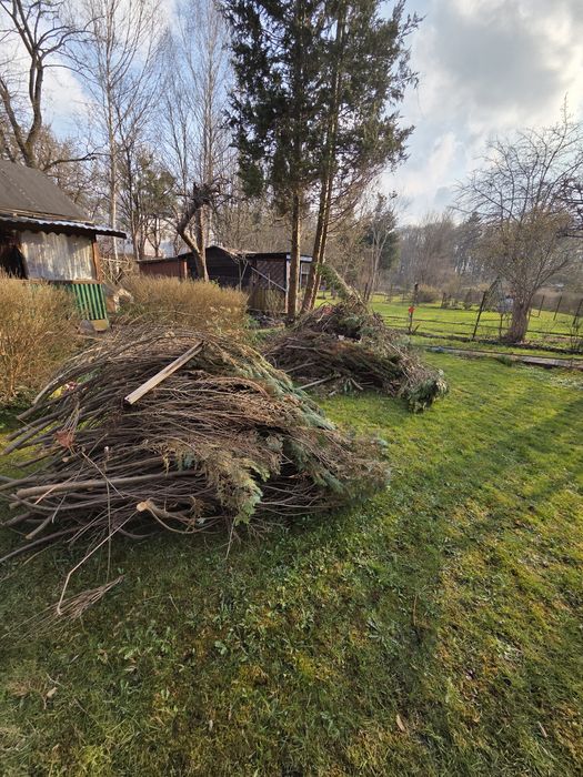 Gałęzie i drewno oddam