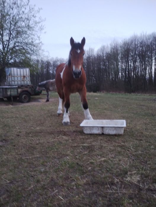 Sprzedam klacz srokatą