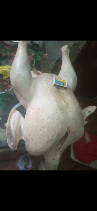 Домашні індюки,м'ясо