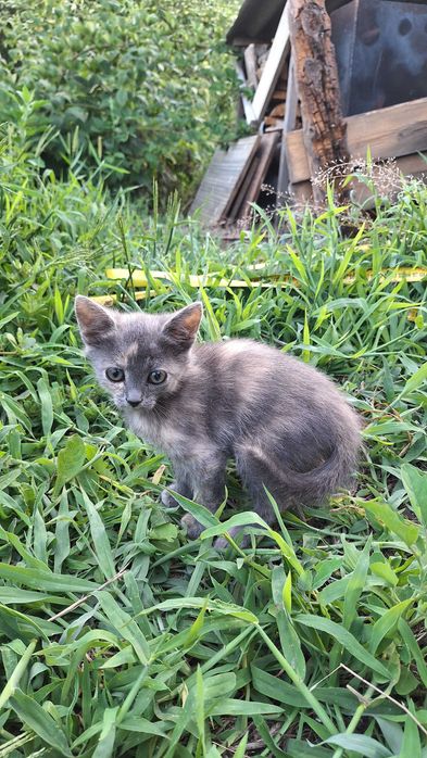 Продаж двох котиків, м Кам'янець-Подільський
