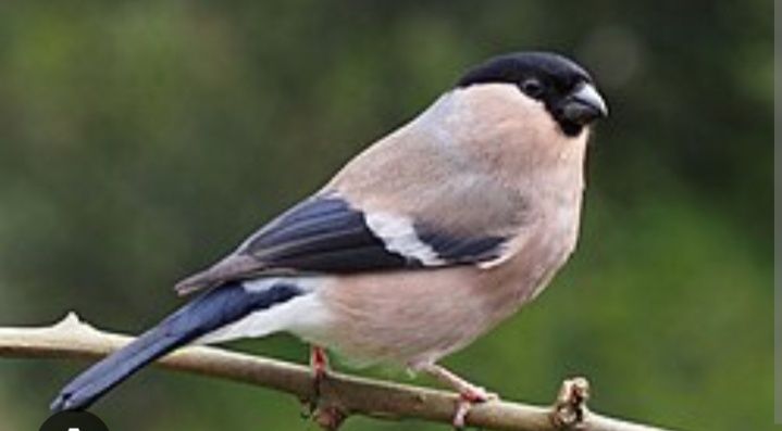 Canários entre outras aves