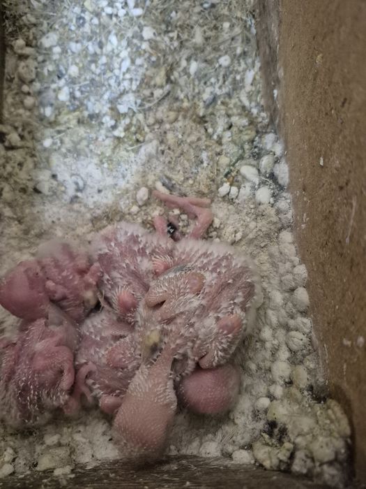 Agapornis rosicollis  bebés