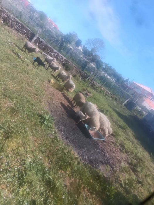 Ovelhas prenhas e paridad