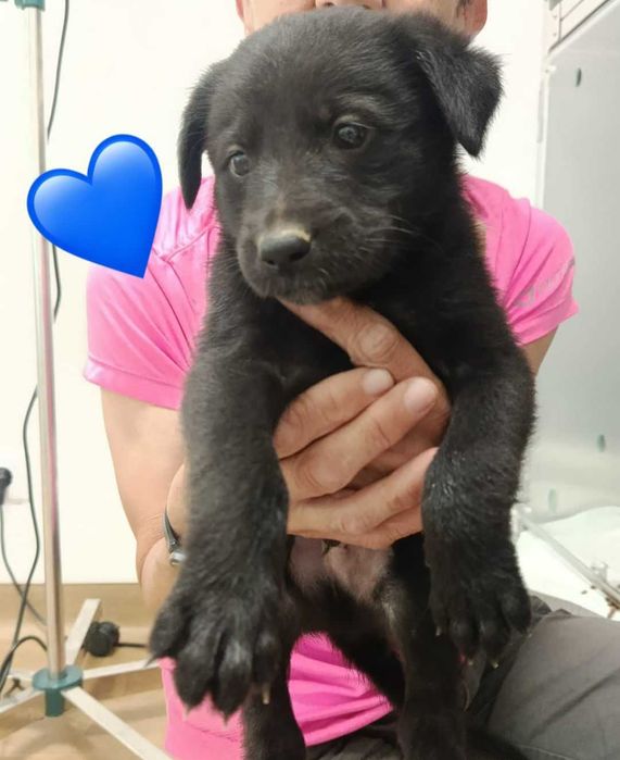 Cães para adoção