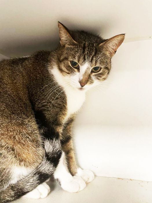 Кішечка Настя шукає родину! 1 рік. Стерилізована.Кішка.Кіт.коти