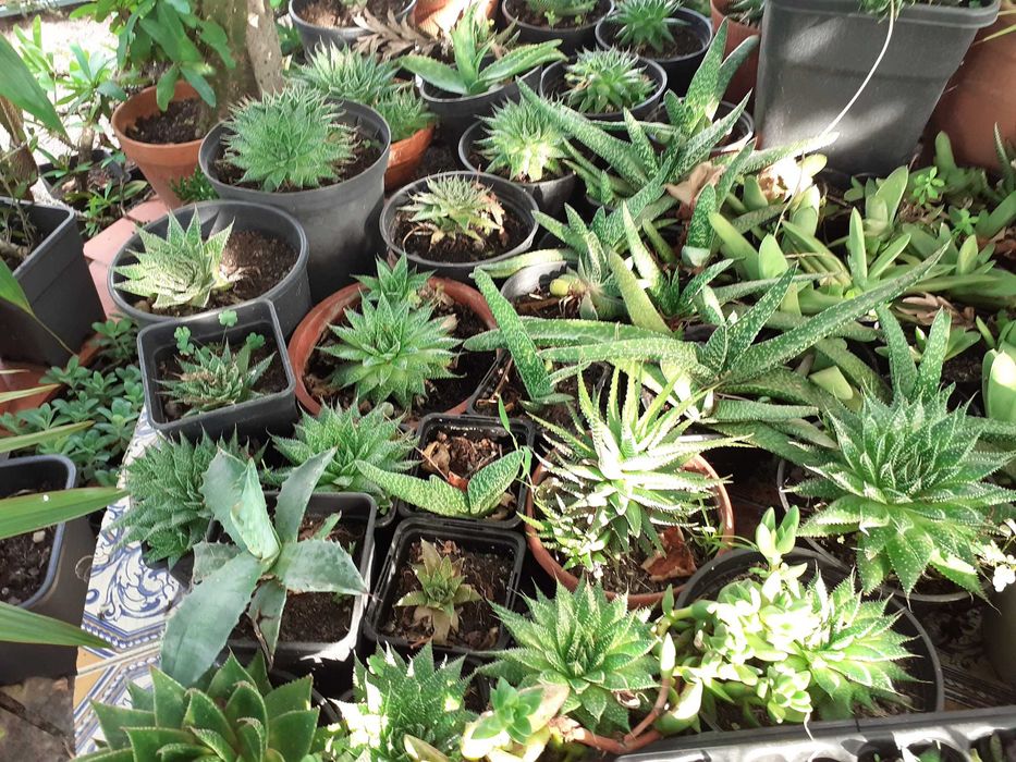 suculentas de varias variedades