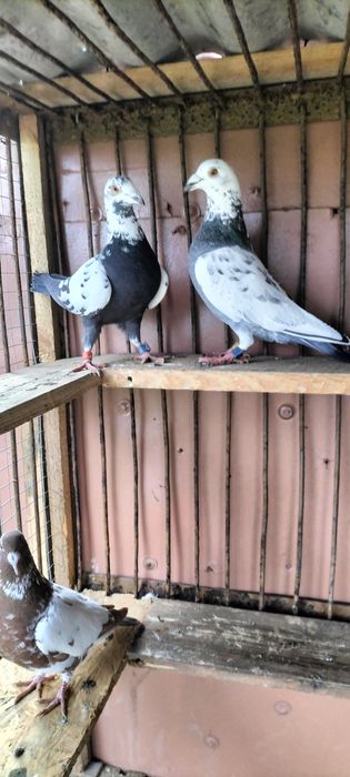 Gołębie pocztowe: tygrysy i mulemansy