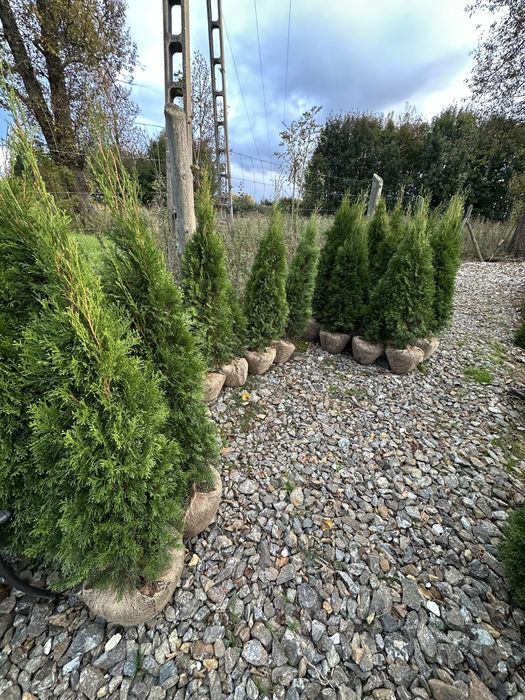 Tuje tuja szmaragdy sadzenie transport kora