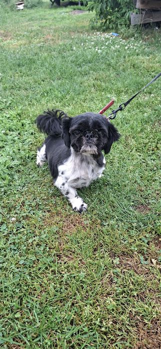 Likwidacja hodowli shih tzu buldog